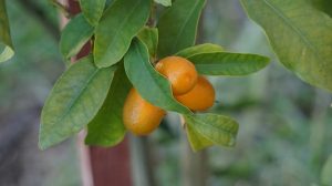 kumquat Benifits