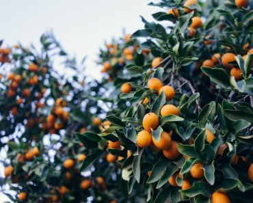 Kumquat Guide